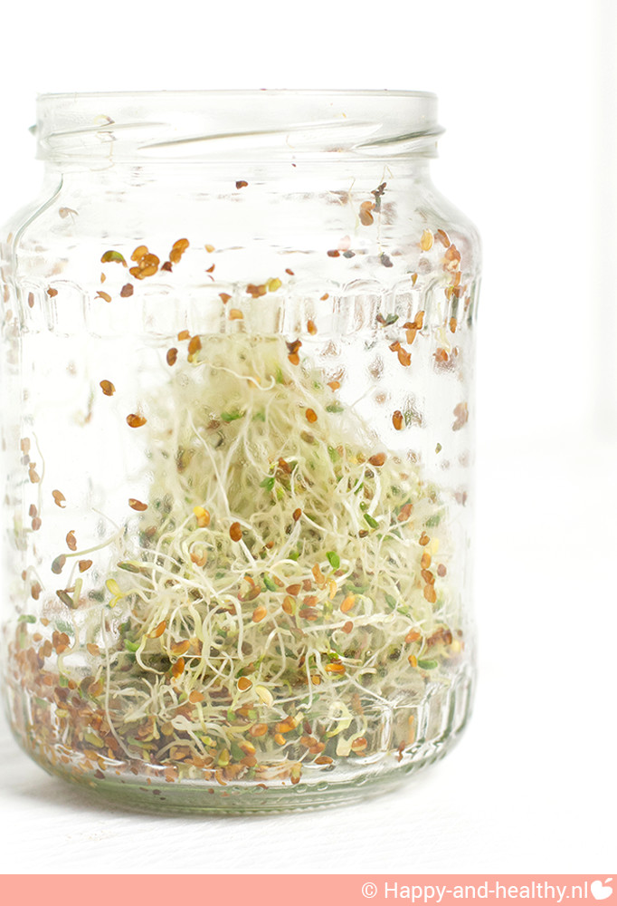 Zelf kiemgroenten maken: alfalfa